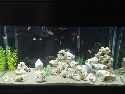 Rated #63: 90 Gallons Freshwater Fish Tank - my tank Rated #63: 90 Gallons Freshwater Fish Tank - my tank
