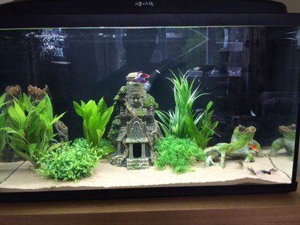 Rated #68: 20 Gallons Freshwater Fish Tank - My 20 Gallon. Rated #68: 20 Gallons Freshwater Fish Tank - My 20 Gallon.