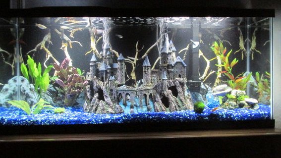 Rated #62: 60 Gallons Freshwater Fish Tank - Castle community tank. Rated #62: 60 Gallons Freshwater Fish Tank - Castle community tank.