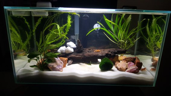 Rated #27: 6 Gallons Freshwater Fish Tank - 6 Gallon - newbie to the hobby Rated #27: 6 Gallons Freshwater Fish Tank - 6 Gallon - newbie to the hobby