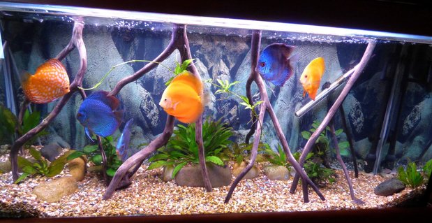 Rated #11: 55 Gallons Freshwater Fish Tank - discus tank Rated #11: 55 Gallons Freshwater Fish Tank - discus tank