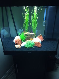 Rated #57: 50 Gallons Freshwater Fish Tank - Oranda tank Rated #57: 50 Gallons Freshwater Fish Tank - Oranda tank