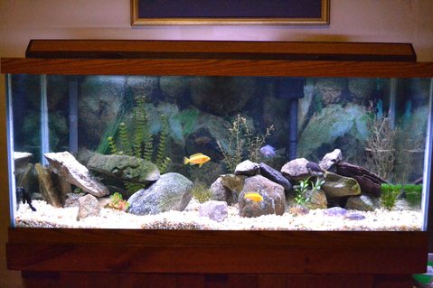 Rated #35: 75 Gallons Freshwater Fish Tank - 75 gallon African Cichlid tank, mostly from lake Malawi. 10 Fish total (not all visible) Rated #35: 75 Gallons Freshwater Fish Tank - 75 gallon African Cichlid tank, mostly from lake Malawi. 10 Fish total (not all visible)