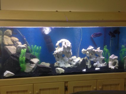 Rated #45: 68 Gallons Freshwater Fish Tank - 6ft x2x2
Holey rock, sandstone & slate.
Jack dempseys x4, green terror x3, oscar x2, red fin sharks x7, snails x4, golden pleco x3 Rated #45: 68 Gallons Freshwater Fish Tank - 6ft x2x2
Holey rock, sandstone & slate.
Jack dempseys x4, green terror x3, oscar x2, red fin sharks x7, snails x4, golden pleco x3