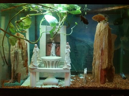 Rated #64: 55 Gallons Freshwater Fish Tank - Freshwater 55 gal handmade decorations mount olympus decorated theme live vines plants co2 and sandfall tower Rated #64: 55 Gallons Freshwater Fish Tank - Freshwater 55 gal handmade decorations mount olympus decorated theme live vines plants co2 and sandfall tower