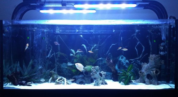 Rated #33: 52 Gallons Freshwater Fish Tank - Gold Severum Tank Rated #33: 52 Gallons Freshwater Fish Tank - Gold Severum Tank