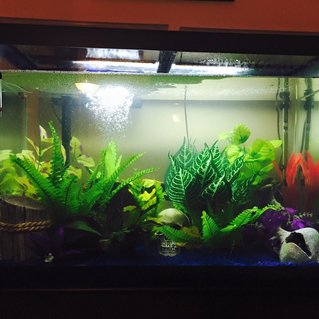 Rated #41: 65 Gallons Freshwater Fish Tank - My tank before addition of 2 Pearl, 2 Paradise and 2 Dwarf Gourami(all supposed m/f pairs) and 6 Serpae Tetra. Rated #41: 65 Gallons Freshwater Fish Tank - My tank before addition of 2 Pearl, 2 Paradise and 2 Dwarf Gourami(all supposed m/f pairs) and 6 Serpae Tetra.