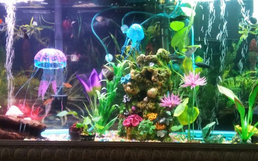 Rated #49: 65 Gallons Freshwater Fish Tank - My tank Rated #49: 65 Gallons Freshwater Fish Tank - My tank