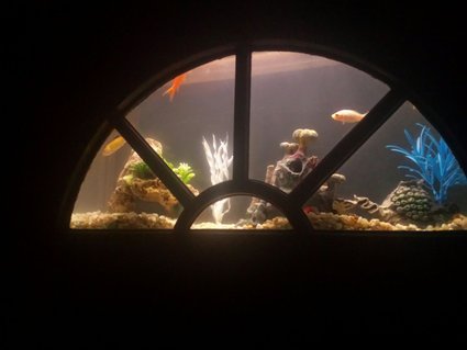 Rated #44: 4 Gallons Freshwater Fish Tank - updated picture Rated #44: 4 Gallons Freshwater Fish Tank - updated picture