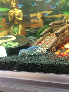 Rated #71: 65 Gallons Freshwater Fish Tank - Buddha tank Rated #71: 65 Gallons Freshwater Fish Tank - Buddha tank