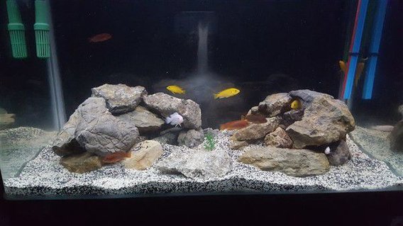 Rated #43: 65 Gallons Freshwater Fish Tank - just a simple photo from my tank Rated #43: 65 Gallons Freshwater Fish Tank - just a simple photo from my tank