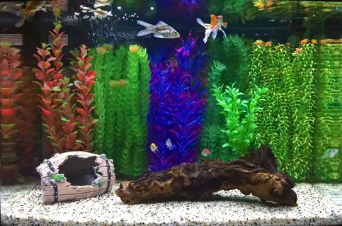 Rated #74: 12 Gallons Freshwater Fish Tank - Panoramic tank
Size:62cm * 35cm * 45cm
Volume: 28 gallons
Fish types: Glass fish, zebra dianos, golden fish
Decoration: Artificial plants and barrel. Natural bogwood and gravel Rated #74: 12 Gallons Freshwater Fish Tank - Panoramic tank
Size:62cm * 35cm * 45cm
Volume: 28 gallons
Fish types: Glass fish, zebra dianos, golden fish
Decoration: Artificial plants and barrel. Natural bogwood and gravel