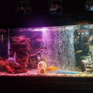 Rated #75: 55 Gallons Freshwater Fish Tank - This is mine against all of the advice about not having certain species together my tank has thrived Rated #75: 55 Gallons Freshwater Fish Tank - This is mine against all of the advice about not having certain species together my tank has thrived
