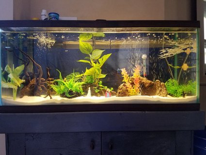 Rated #36: 30 Gallons Freshwater Fish Tank - Our first aquarium. Currently homes a single Crown-tail Betta. Community take to come in future. Rated #36: 30 Gallons Freshwater Fish Tank - Our first aquarium. Currently homes a single Crown-tail Betta. Community take to come in future.