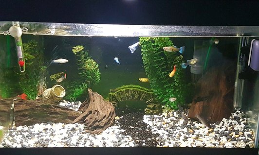 Rated #57: 47 Gallons Freshwater Fish Tank - tried to make my 54L/14.2G tank look pretty with some old plastic plants and some wood and a cool small Bridge. What do you think ? Rated #57: 47 Gallons Freshwater Fish Tank - tried to make my 54L/14.2G tank look pretty with some old plastic plants and some wood and a cool small Bridge. What do you think ?