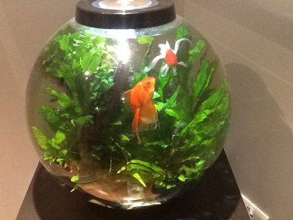 Rated #90: 15 Gallons Freshwater Fish Tank - Biorb 60 drilled through bottom to fluval 106 canister filter, inline heater, LED intelligent lighting. Java ferns, various anubias. Two fantail goldfish, Tiny Bristlenose plec. Rated #90: 15 Gallons Freshwater Fish Tank - Biorb 60 drilled through bottom to fluval 106 canister filter, inline heater, LED intelligent lighting. Java ferns, various anubias. Two fantail goldfish, Tiny Bristlenose plec.