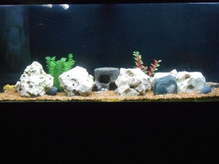 Rated #83: 75 Gallons Freshwater Fish Tank - bumblee bee Rated #83: 75 Gallons Freshwater Fish Tank - bumblee bee