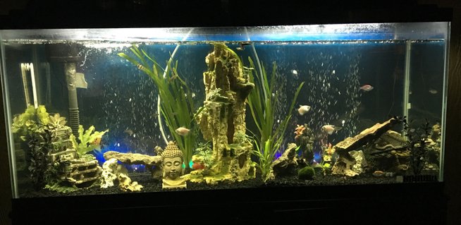 Rated #54: 55 Gallons Freshwater Fish Tank - Tank pic1 Rated #54: 55 Gallons Freshwater Fish Tank - Tank pic1