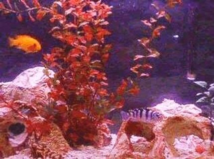 Rated #84: 55 Gallons Freshwater Fish Tank - African Cichlids Kenyi male and Red Zebra, crushed coral, holey rocks all from PetsMart. Rated #84: 55 Gallons Freshwater Fish Tank - African Cichlids Kenyi male and Red Zebra, crushed coral, holey rocks all from PetsMart.