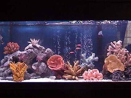 Rated #85: 75 Gallons Freshwater Fish Tank - 48X18X18 All-Glass Aquarium, Marineland Penguin Power Filter 350 BIO-wheel, Dual Lighting Coralife 50/50 40watt and Aqua-Glo 18,000k 40watt, Heater (Brand Unknown), 45lbs White Spectra Stone Rated #85: 75 Gallons Freshwater Fish Tank - 48X18X18 All-Glass Aquarium, Marineland Penguin Power Filter 350 BIO-wheel, Dual Lighting Coralife 50/50 40watt and Aqua-Glo 18,000k 40watt, Heater (Brand Unknown), 45lbs White Spectra Stone