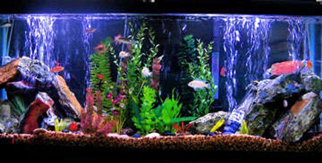 Rated #87: 55 Gallons Freshwater Fish Tank - This is my tank Rated #87: 55 Gallons Freshwater Fish Tank - This is my tank