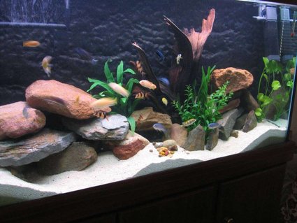 Rated #30: 69 Gallons Freshwater Fish Tank - (04/11/2006) I just changed the set-up today. I had to clean the tank so I took some rocks out and changed the set-up a bit. Added the rocks towards the back more and dug the sand out to make bigger and deeper caves. I wedged the mangrove root into a sort of angle, threw some rocks one on top of the other at random to make it look more natural then decided to use my synthetic plants by bunching the Val and Hygrophilia together, leaving the Banana Lilly on its own and putting the large Cryptocoryne next to the mangrove root. I hope the change is a welcoming one! Happy fishkeeping to you all! God bless and all the best! Rated #30: 69 Gallons Freshwater Fish Tank - (04/11/2006) I just changed the set-up today. I had to clean the tank so I took some rocks out and changed the set-up a bit. Added the rocks towards the back more and dug the sand out to make bigger and deeper caves. I wedged the mangrove root into a sort of angle, threw some rocks one on top of the other at random to make it look more natural then decided to use my synthetic plants by bunching the Val and Hygrophilia together, leaving the Banana Lilly on its own and putting the large Cryptocoryne next to the mangrove root. I hope the change is a welcoming one! Happy fishkeeping to you all! God bless and all the best!