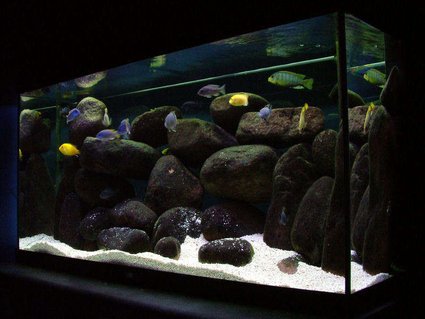 Rated #7: 50 Gallons Freshwater Fish Tank - 55 Gallon mbuna tank: Pseudotropheus sp. elongatus Mpanga, Labidochromis Caeruleus, Metriaclima sp. Rated #7: 50 Gallons Freshwater Fish Tank - 55 Gallon mbuna tank: Pseudotropheus sp. elongatus Mpanga, Labidochromis Caeruleus, Metriaclima sp. "Aurora Yellow" , Cynotilapia afra (Cobue), Pseudotropheus sp. "Acei" (Msuli)