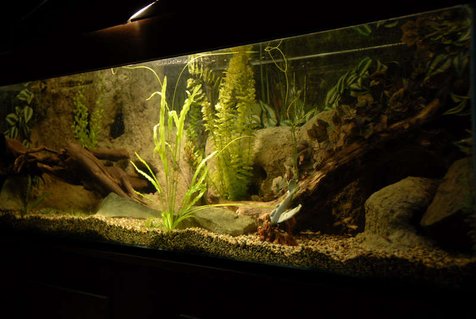 Rated #40: 120 Gallons Freshwater Fish Tank - My Tank. Rated #40: 120 Gallons Freshwater Fish Tank - My Tank.