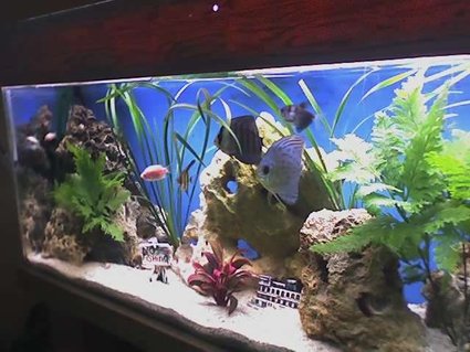 Rated #79: 30 Gallons Freshwater Fish Tank - my tank is a 30 gal i have a eheim external filter with spray bar & also a 5 gal trickle filter 1 power head & heater with a white tube Rated #79: 30 Gallons Freshwater Fish Tank - my tank is a 30 gal i have a eheim external filter with spray bar & also a 5 gal trickle filter 1 power head & heater with a white tube