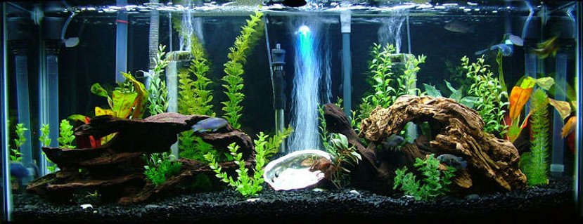 Rated #36: 55 Gallons Freshwater Fish Tank - My 55 Gallon Cichlid Community Rated #36: 55 Gallons Freshwater Fish Tank - My 55 Gallon Cichlid Community