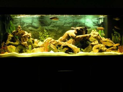 Rated #69: 105 Gallons Freshwater Fish Tank - My 400LT Setup Rated #69: 105 Gallons Freshwater Fish Tank - My 400LT Setup