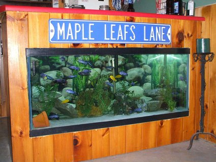 Rated #21: 100 Gallons Freshwater Fish Tank - This is my bar tank.Just have to finish the trim and its done. Rated #21: 100 Gallons Freshwater Fish Tank - This is my bar tank.Just have to finish the trim and its done.