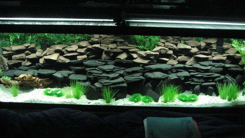 Rated #84: 125 Gallons Freshwater Fish Tank - Work in progress Rated #84: 125 Gallons Freshwater Fish Tank - Work in progress