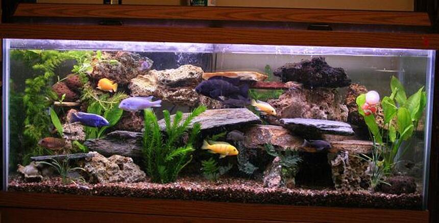 Rated #6: 75 Gallons Freshwater Fish Tank - this is an updated picture of my previous one. i had to move to my new home, luckly everyone made it here with me. Rated #6: 75 Gallons Freshwater Fish Tank - this is an updated picture of my previous one. i had to move to my new home, luckly everyone made it here with me.