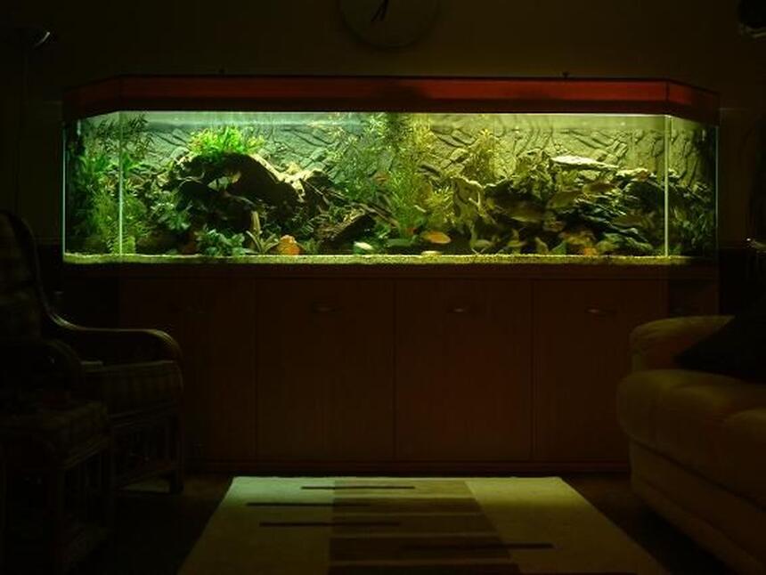 Rated #5: 400 Gallons Freshwater Fish Tank - 400+ gallon mixed bag tank Rated #5: 400 Gallons Freshwater Fish Tank - 400+ gallon mixed bag tank