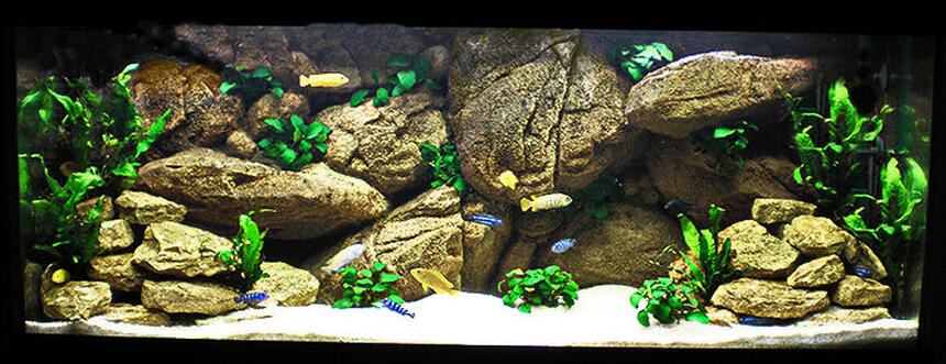 Rated #41: 63 Gallons Freshwater Fish Tank - My Mbuna Tank Rated #41: 63 Gallons Freshwater Fish Tank - My Mbuna Tank