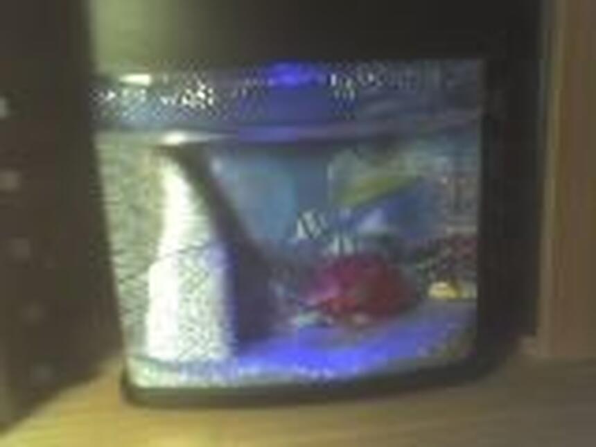 Rated #4245: 1 Gallon Freshwater Fish Tank - my emo fishes ^^ Rated #4245: 1 Gallon Freshwater Fish Tank - my emo fishes ^^