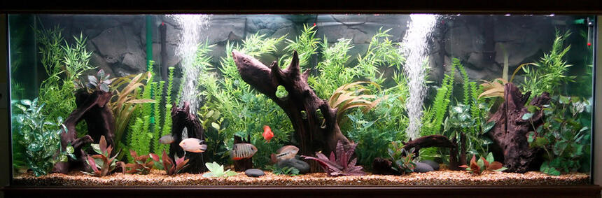 Rated #63: 300 Gallons Freshwater Fish Tank - 300 Gallon Central and South American Cichlid Tank. Rated #63: 300 Gallons Freshwater Fish Tank - 300 Gallon Central and South American Cichlid Tank.
