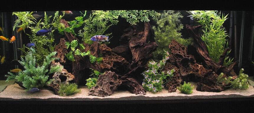Rated #3: 180 Gallons Freshwater Fish Tank - 180 Gallon Show Tank. Rated #3: 180 Gallons Freshwater Fish Tank - 180 Gallon Show Tank.