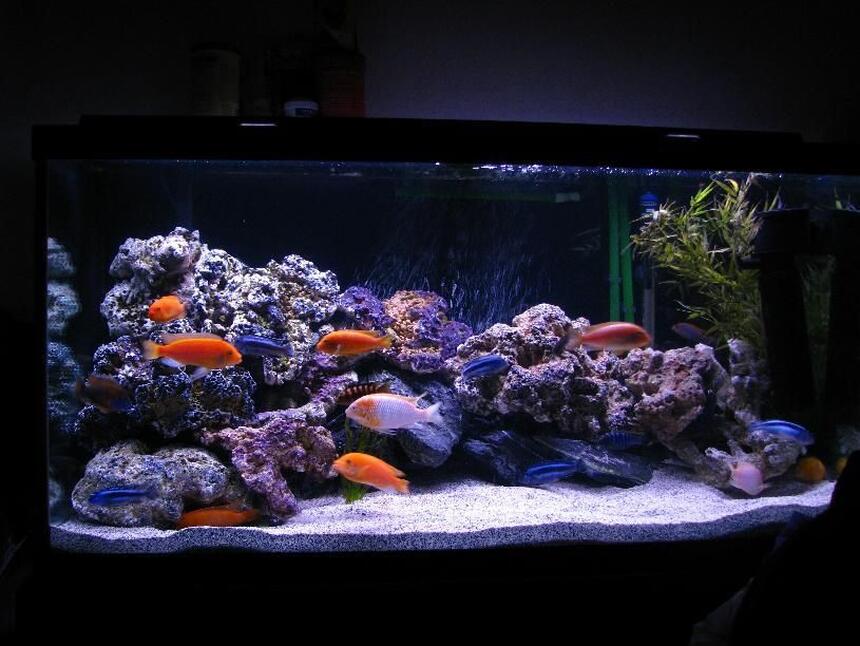 Rated #96: 90 Gallons Freshwater Fish Tank - Latest setup, added more rocks, stronger powerhead Rated #96: 90 Gallons Freshwater Fish Tank - Latest setup, added more rocks, stronger powerhead