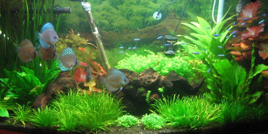 Rated #87: 72 Gallons Freshwater Fish Tank - Discus & Cardinals Rated #87: 72 Gallons Freshwater Fish Tank - Discus & Cardinals