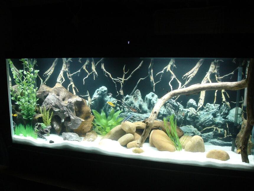 Rated #40: 55 Gallons Freshwater Fish Tank - Marineland 55g Cichlid Tank Rated #40: 55 Gallons Freshwater Fish Tank - Marineland 55g Cichlid Tank