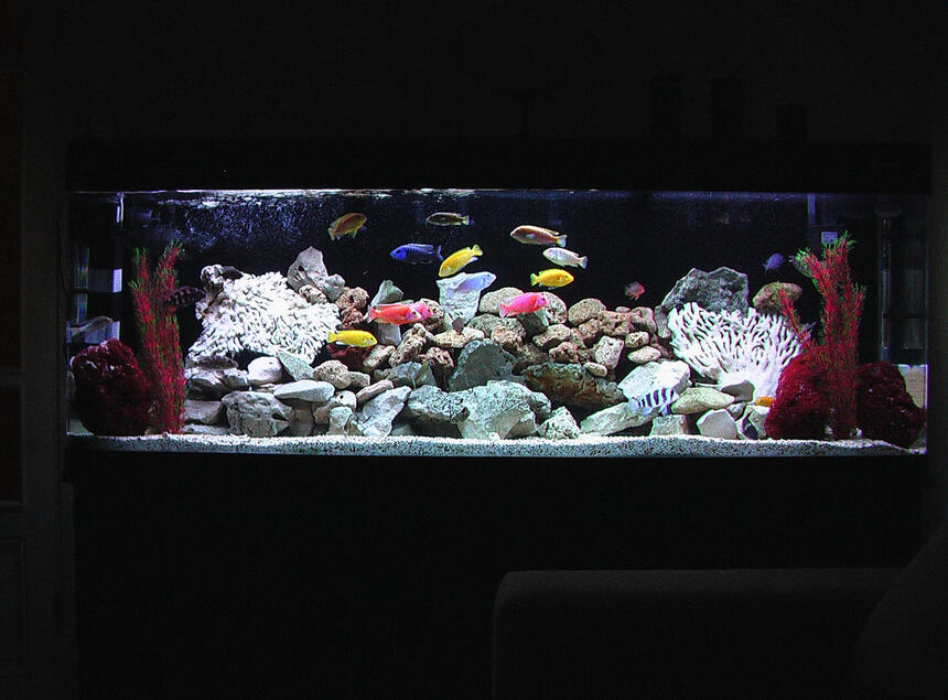 Rated #48: 100 Gallons Freshwater Fish Tank - New design for my African Cichlid Tank Rated #48: 100 Gallons Freshwater Fish Tank - New design for my African Cichlid Tank