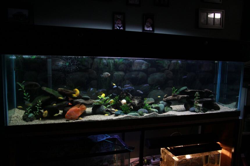 Rated #82: 110 Gallons Freshwater Fish Tank - 110 Gallon, Assorted Malawi Cichlids. Rated #82: 110 Gallons Freshwater Fish Tank - 110 Gallon, Assorted Malawi Cichlids.