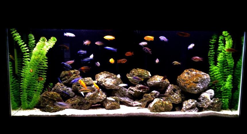 Rated #57: 55 Gallons Freshwater Fish Tank - african cichlid family Rated #57: 55 Gallons Freshwater Fish Tank - african cichlid family