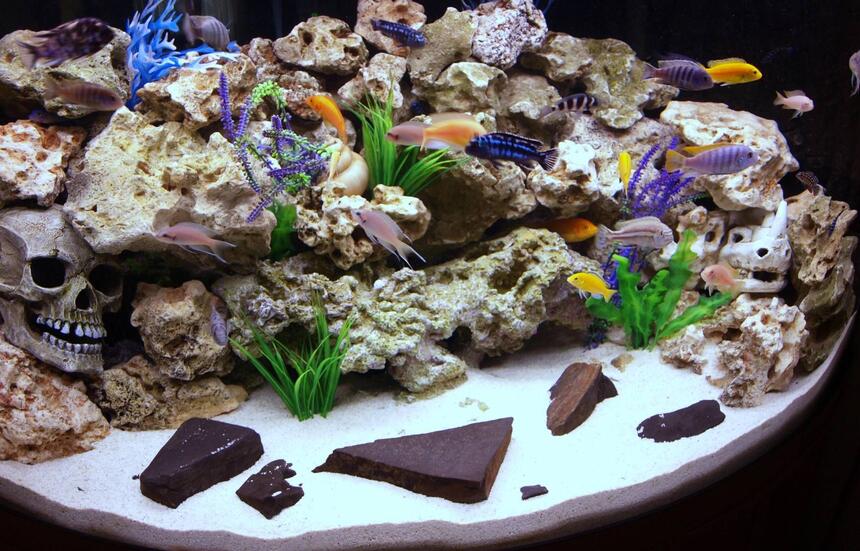 Rated #50: 90 Gallons Freshwater Fish Tank - Our Front Room Malawi Aquarium Rated #50: 90 Gallons Freshwater Fish Tank - Our Front Room Malawi Aquarium