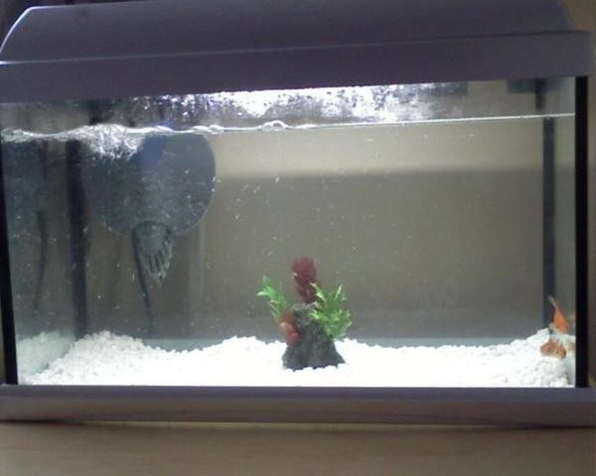 Rated #4244: 8 Gallons Freshwater Fish Tank - My fish tank Rated #4244: 8 Gallons Freshwater Fish Tank - My fish tank