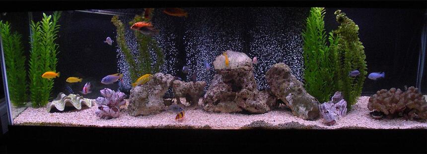 Rated #71: 125 Gallons Freshwater Fish Tank - My 125g African Cichlid (and some others) Rated #71: 125 Gallons Freshwater Fish Tank - My 125g African Cichlid (and some others)