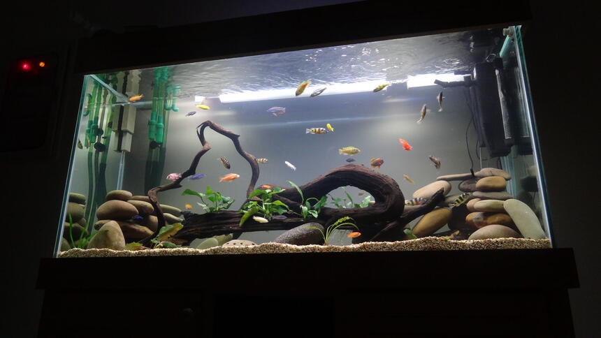 Rated #8: 209 Gallons Freshwater Fish Tank - new cichlid setup with live plants Rated #8: 209 Gallons Freshwater Fish Tank - new cichlid setup with live plants