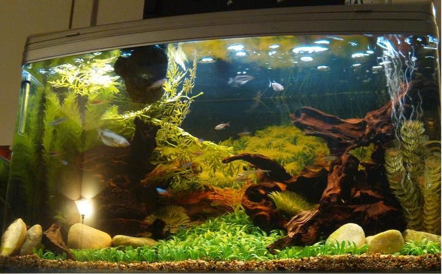 Rated #15: 44 Gallons Freshwater Fish Tank - My setup Rated #15: 44 Gallons Freshwater Fish Tank - My setup